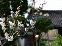 お墓の納骨に関する豆知識